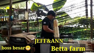 BETTA FARM||||IKAN LAGA||JEFF&ANN KOTA MARUDU SABAH