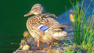 My Favorite Mallard Duck Hen Just Had Nine Ducklings [4K]