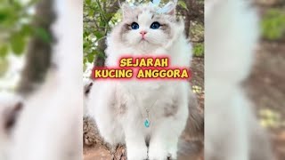 Sejarah Kucing Anggora (Khaira.channel) #kucing #lucu #cat #love #catlover