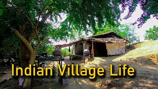 Indian village life || Netural village life and green fram in gujarat india