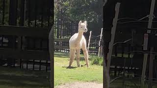 👀🦙"Alpacas 1000 Yard Stare"🦙👀