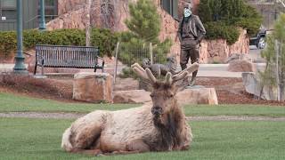 Elk at Bond Park - May 4, 2020