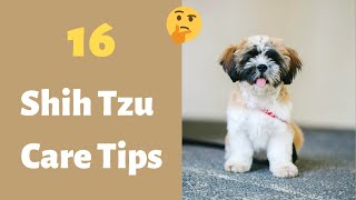 How to Care for a Shih Tzu Puppy? | 16 Shih Tzu Puppy Care Tips |