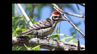 Birds of the Coachella Valley and Surrounding Areas, California USA, March 2013