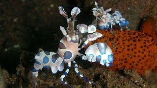 Harlequin Shrimps - Food Fight