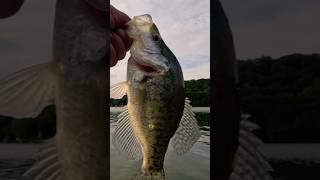 Awesome Crappie Catch! #crappie #fishing #fish #viralshorts