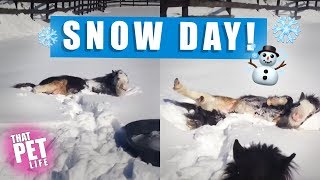 Horses Who Love Snow! 🐴☃️❄️ | Funny Animal Videos