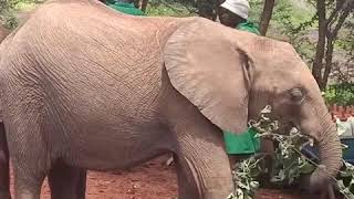 David Sheldrick Elephant Sanctuary