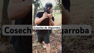 Cosecha de Algarrobas #viralvideo #Algarrobas #Algarrobo #viralshorts