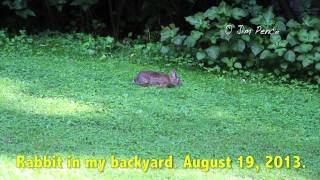 Rabbit In My Backyard. Video Shot With Canon T4i DSLR.