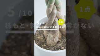 お家の植物、本当に元気ですか？＃観葉植物　#植物診断