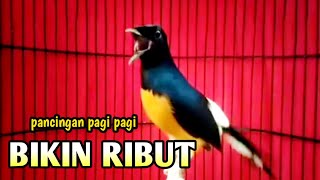 PANCINGAN MURAI BATU GACOR AMPUH BUAT PANCINGAN MURAI BATU AGAR BUNYI CEPAT BONGKAR MATERI