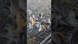 Fish Feeding in Farm Ponds #fishing #26