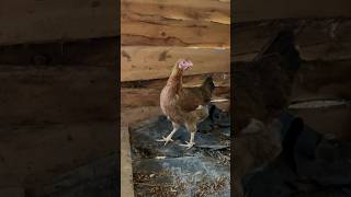 My smallest hen in my chicken flock