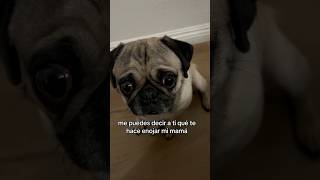 Pug triste 🥹 #pug #mascotasfelices #dog #pugspugspugs #humor #foryou #perro #perroshermosos