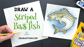 How to draw a striped bass