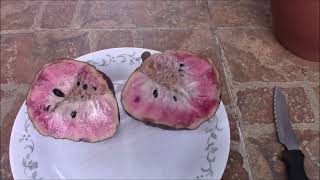 Custard Apple--Chirimoya