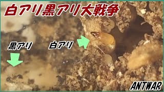 蟻戦争Ⅲ＃104 黒アリと白アリの小さな大戦争。編～1000Ants vs 1000termits～