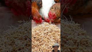 Creating sprouted rice for feeding hens during the laying period #agriculture #farming #feedshorts