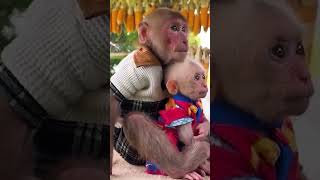 Bibi and Lala sit and watch Mom cook #monkeybibi #shorts