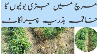 Use of chemical control of weeds in hybrid chilli by Pyracot|پیرا کاٹ کے ذریعے جڑی بوٹیوں کا خاتمہ|