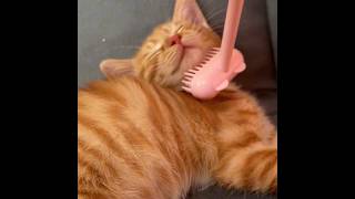 Pet brush#foryou #cute #catlike #cleaning #clean #cat #satisfactory #shorts #animals #youtubeshorts