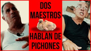 TODO SOBRE PICHONES - DOS MAESTROS RESPONDEN