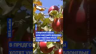 🍎🤯 В предгорьях Алматы хотят уничтожить яблоневые сады? Работники просят президента защитить апорт