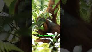 The World of Orangutans Intelligent Great Ape in The Rainforest #shorts