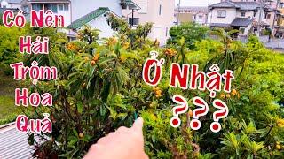 Có Nên Trộm Hoa Quả Ở Nhật Không ?