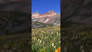 Colorado summers #mountains #adventure #hiking #adventuretravel #explorers #wildflowers #colorado