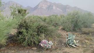 Summer Monsoon Storm - Oro Valley, Arizona 2024-07-11