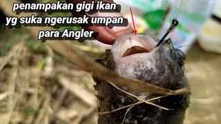 Misi nya selamatkan kakap putih tapiiii malah ikan ini yg terselamatkan nya