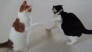 Cat Fight