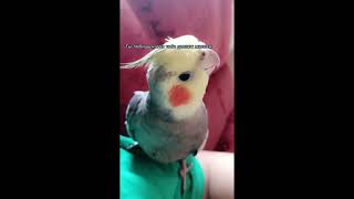 -🦜💚 #кеша  идем по трендам ) #играется #bird #parrot #попугай #птицы #animal #cute #корелла