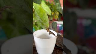 ZZ Plant Propagate  with single leaves🍃#shorts#viral #youtubeshorts #garden #plantcaretips