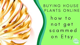 Buying House Plants Online - How to Not Get Scammed on Etsy