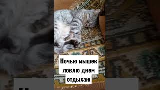 устала немножко#######кошкамуся ##смешныекошки