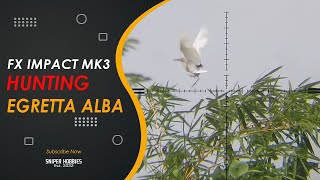 HUNTING EGRET ALBA AT BAMBOO TREE