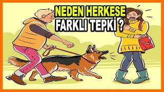 Köpekler Neden Bazı İnsanlara Havlarken Bazı İnsanlara Havlamazlar ? Hiç Merak Ettiniz Mi ?