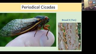 What to expect when you're expecting...CICADAS!