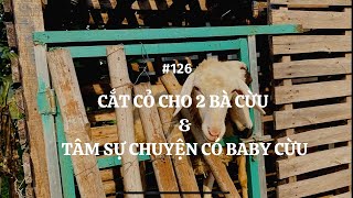 #126| Bỏ Phố về quê| Cắt Cỏ cho Cừu ăn & Tâm Sự chuyện có baby của 02 Bà Polo & Pola