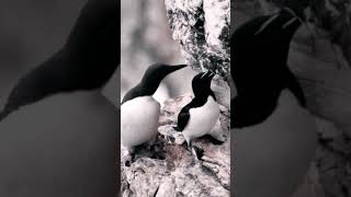 Guillemot & Razorbill, Auks on Bemptom Cliffs