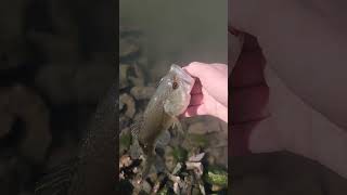 Largemouth bass release video