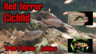 Cichlasoma  Festae "Red Terror cichlid" juveniles