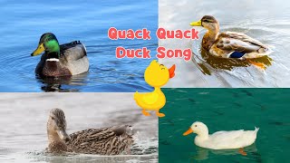 Quack Quack Duck Song - Fun Animal Song for Kids | Learn About Ducks & Pond Life