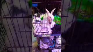 KELINCI LUCU #petshop #shortsvideo #kelincilucu