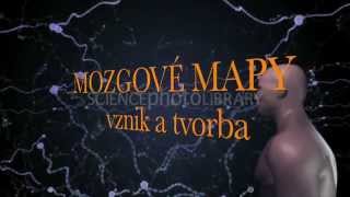 Neuroveda a manažment - intro (vedecké zistenia o mozgu)