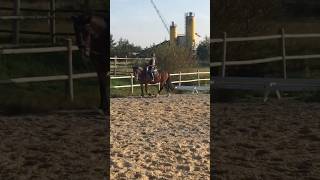 #horse #pony #equestrian #ponylover #shortvideo #ponypower #cutepony #riding #walk #horseriding