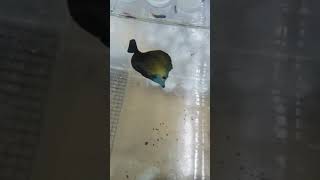 Scopas koi tang for sale